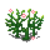 10 Life Herbs