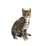 Cheetah Claw Cat
