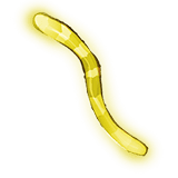 10x Glow Worms